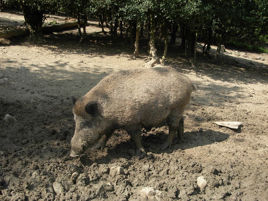 boar, animal, pig, bristles, forest, wild, nature, sow, mud, hunter