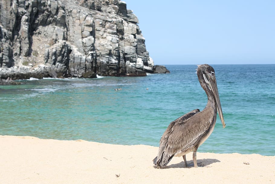 Pelican, Beach, Wildlife, Coast, Rock, punta lobos, baja california, mexico, sea, nature