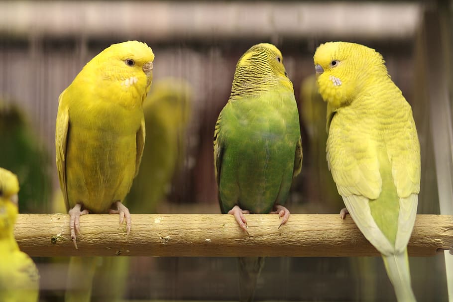 Papagaios, amor, verde, par, casal, pássaro, papagaio, temas de animais, periquito, amarelo