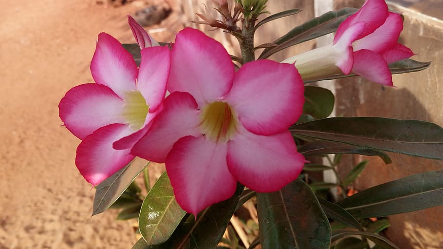 flower, plant, nature, tropical, beautiful, rose of the desert, flowering plant, beauty in nature, close-up, freshness