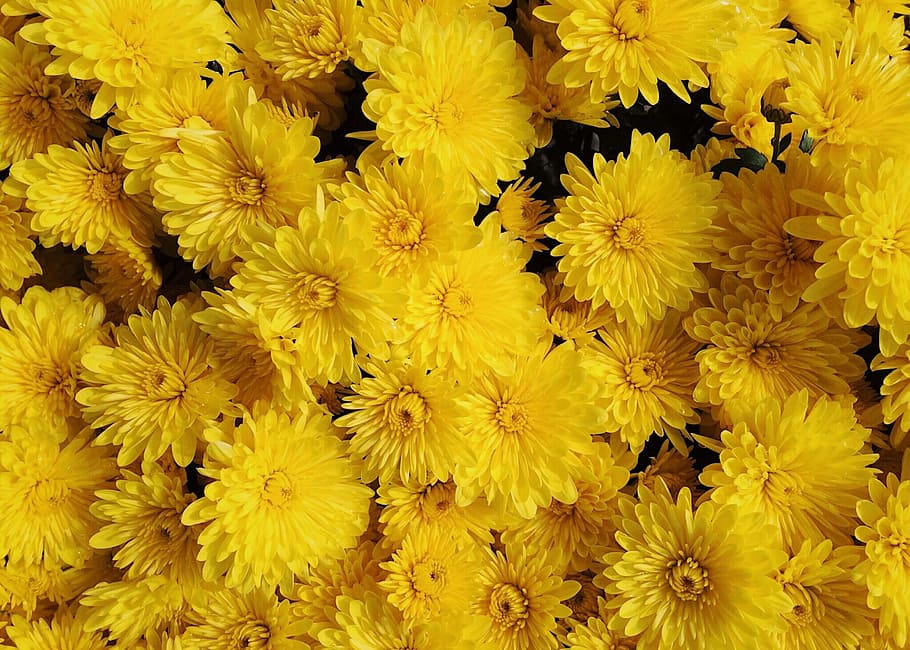 mums, flowers, fall, autumn, blossom, flowering plant, flower, yellow, backgrounds, freshness