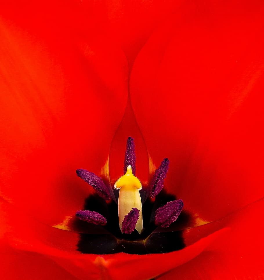 fotografi makro, merah, serbuk sari bunga petaled, tulip, mekar, dekat, cap, pemupukan, makro, bunga