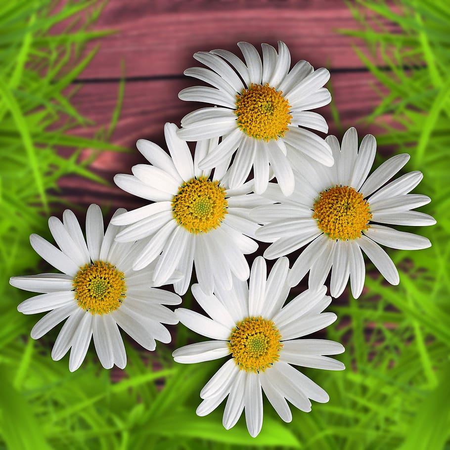 five, white, daisy flowers, flowers, flower, background, design, nature, margaritas, spring