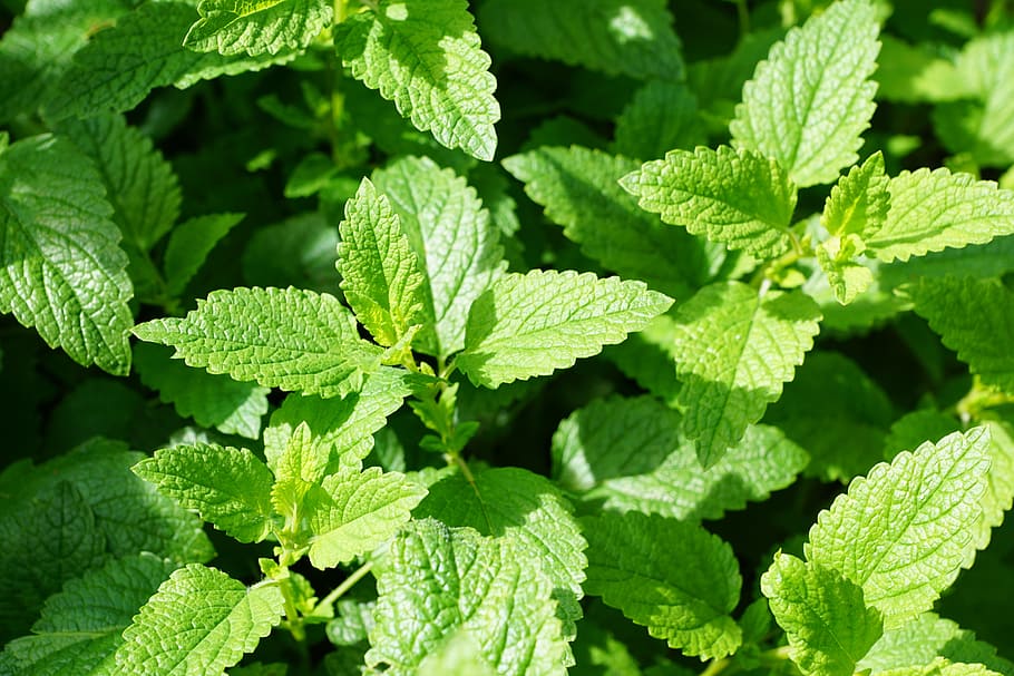 closeup, mint plants, mint, green, kitchen herb, leaves, mentol, herbs, heal, medicinal plant