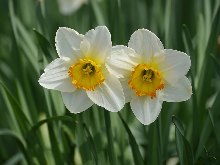 two, white, yellow, flowers, blooming, daytime, plant, narcissus pseudonarcissus, easter, narcissus