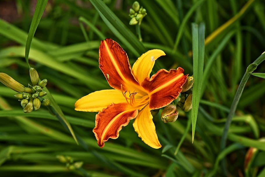red, yellow, daylily flower, close, photography, lily, flower, plant, bloom, petal