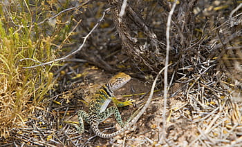 collared-lizard-reptile-portrait-wildlife-royalty-free-thumbnail.jpg