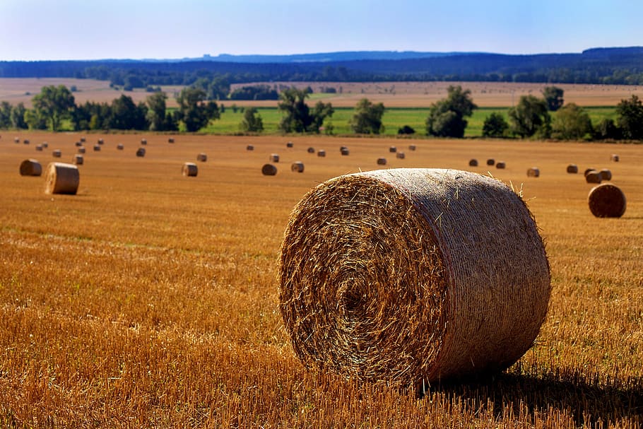 straw, straw bales, field, herbstfeld, harvest, straw role, stubble, straw box, nature, agriculture