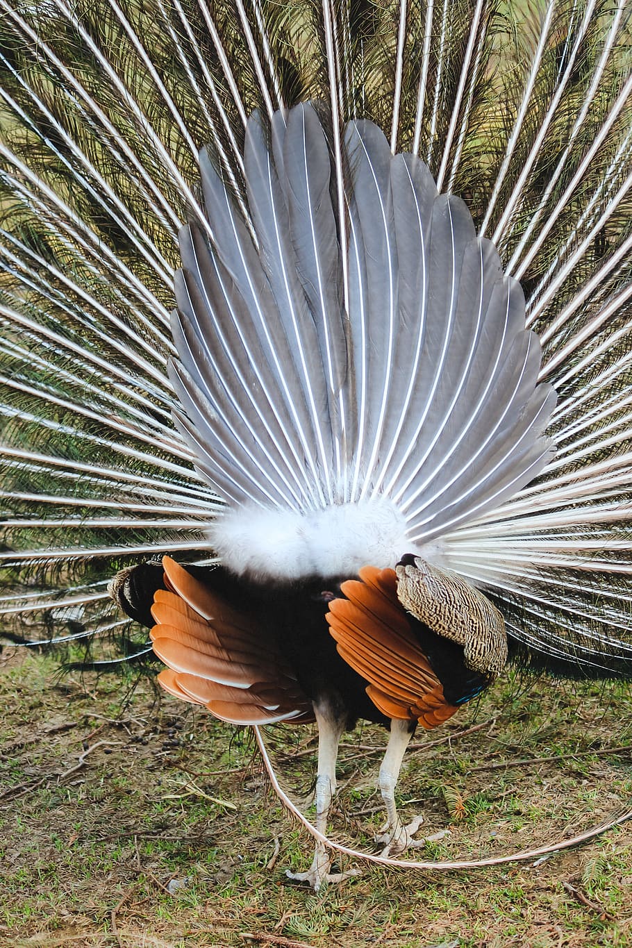 peacock, rear view, peacock wheel, bird, nature, animal, animal themes, fanned out, vertebrate, animal wildlife