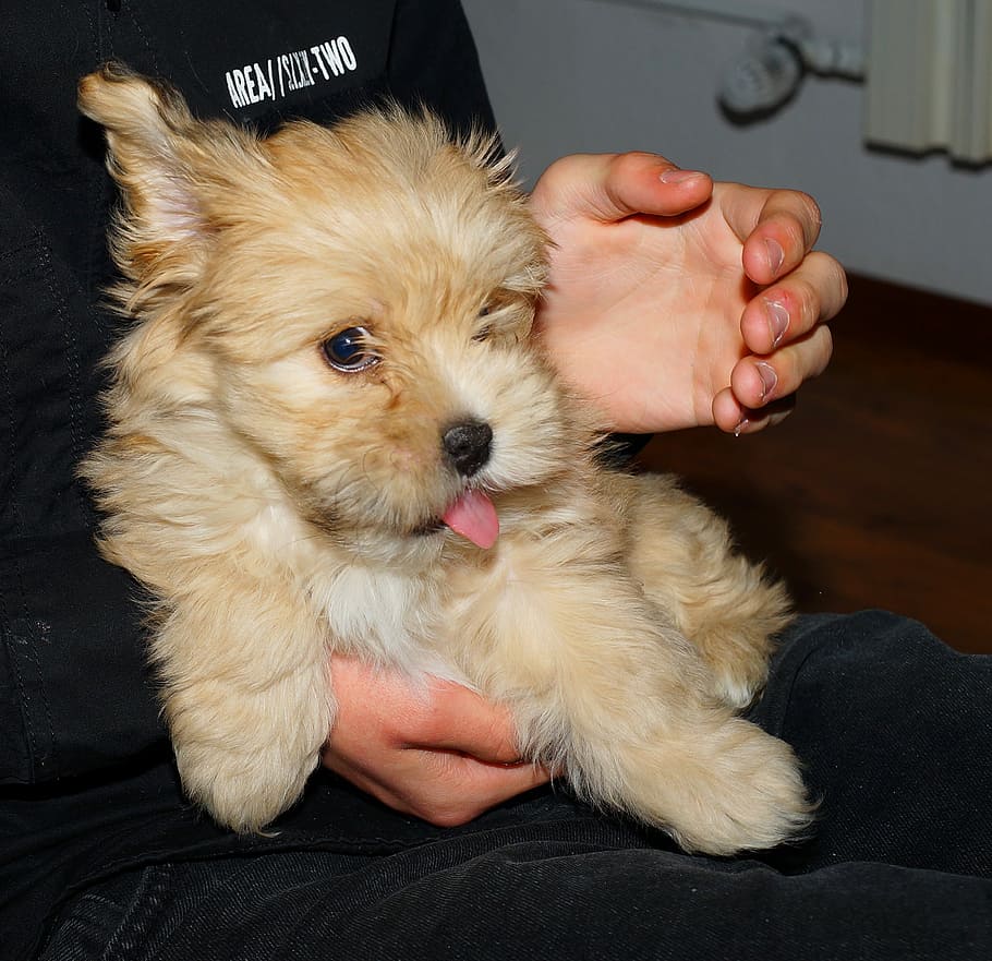 person, holding, cream puppy, have eser, dog, pet, cute, mammal, puppy, nature