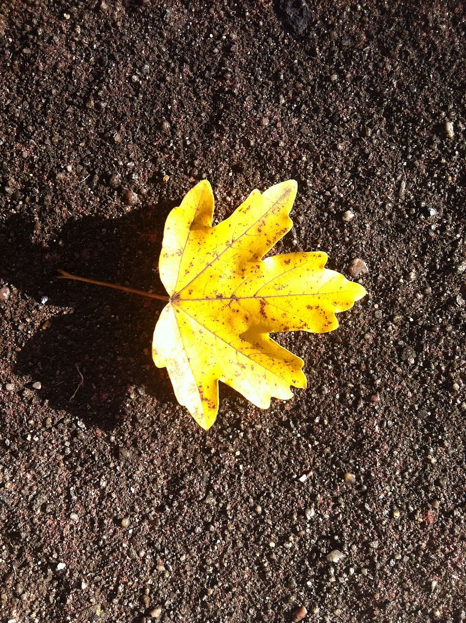 Autumn Leaf, Yellow, Symmetrical, bright, yellow sheet, ground, leaf, autumn, change, close-up