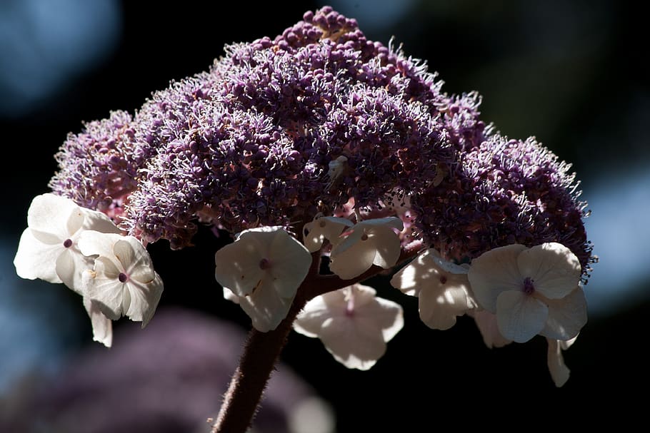 hortensia de terciopelo, hortensia aspera, flor, flores, blanco, violeta, flora, floración, arbusto ornamental, schirmförmig