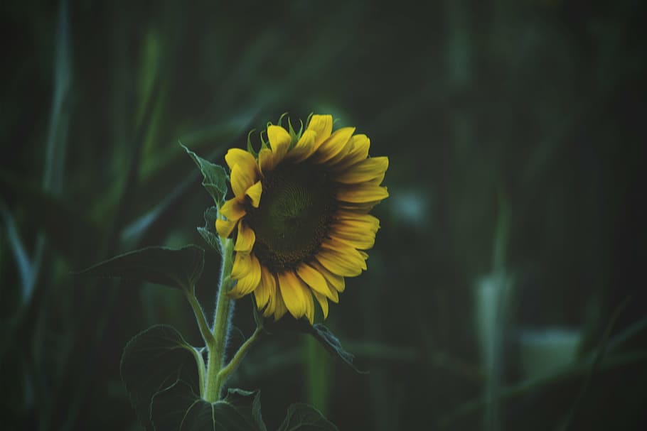 selektif, fokus fotografi, bunga matahari, closeup, foto, hijau, tanaman, daun, taman, outdoor