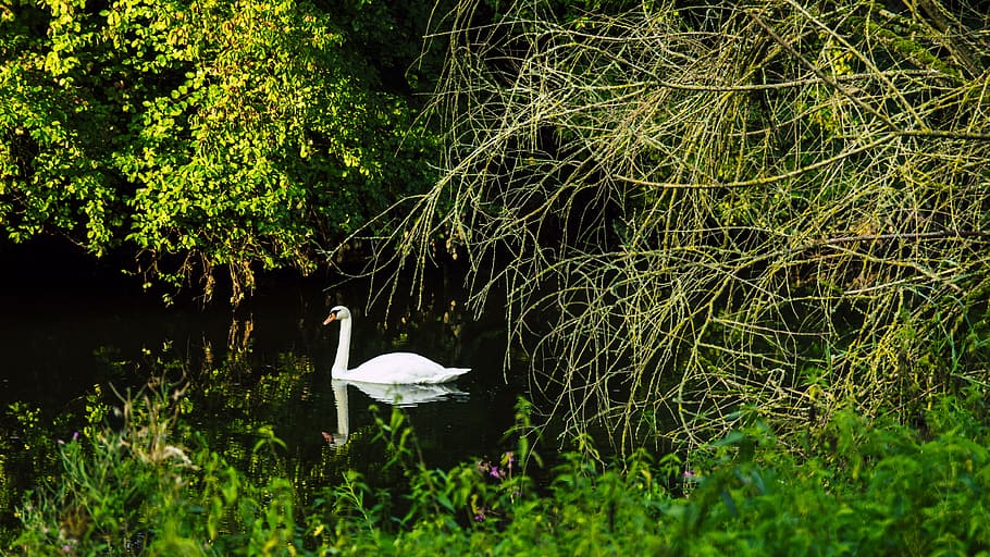 swan, danube, swim, mirror image, lake, nature, river, panorama, idyll, schlossgarten