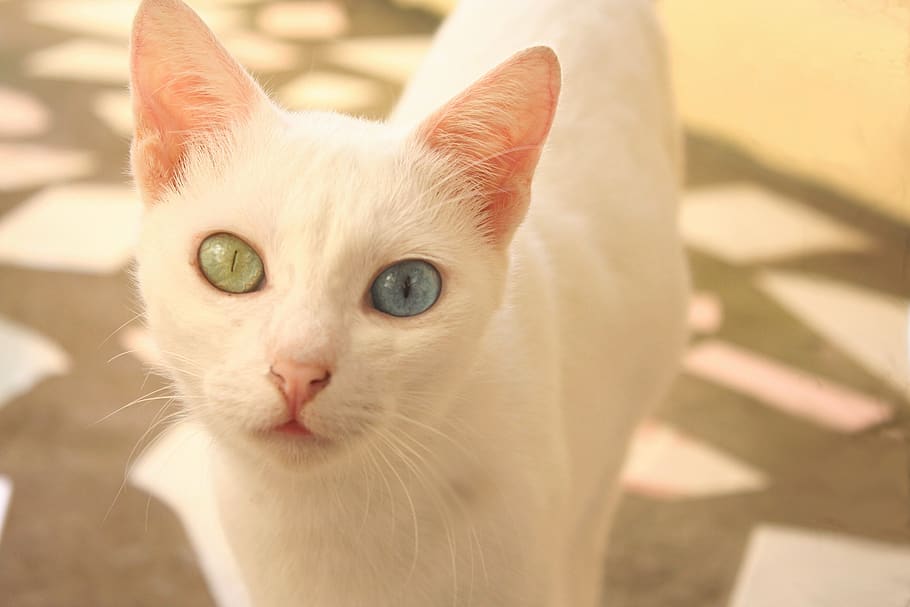 white cat, odd-eyed, cute, white, pet, looking, curious, sweet, cat, domestic