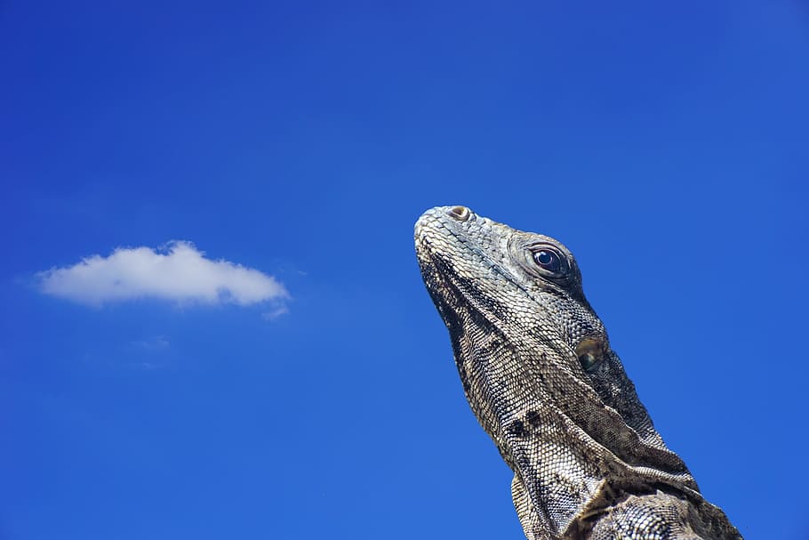 iguana, lagarto, escala, reptil, animal, mundo animal, zoológico, cielo, nubes, azul