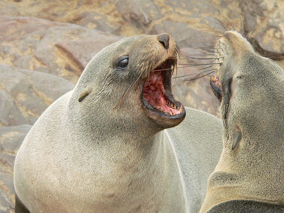 dua anjing laut abu-abu, merangkak, berkelahi, sengketa, diskusi, pantai, hewan di alam liar, hewan satwa liar, hewan, tema hewan