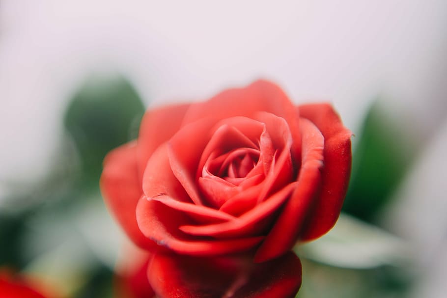 selective, focus photography, red, rose, flower, roses, petal, bloom, plant, nature