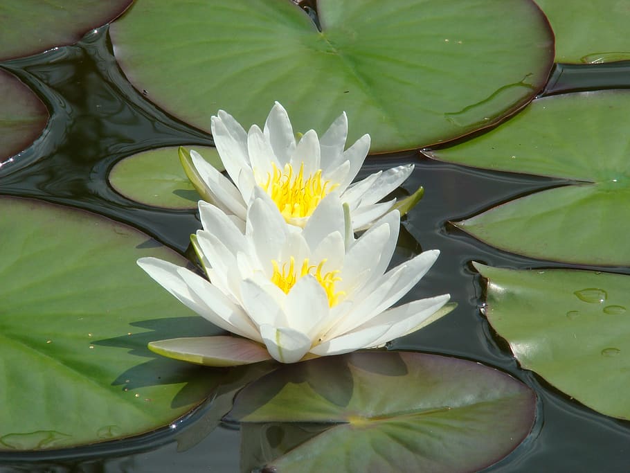 waterlily, flower, lotus, nature, lily, leaf, leaves, green, water, pure