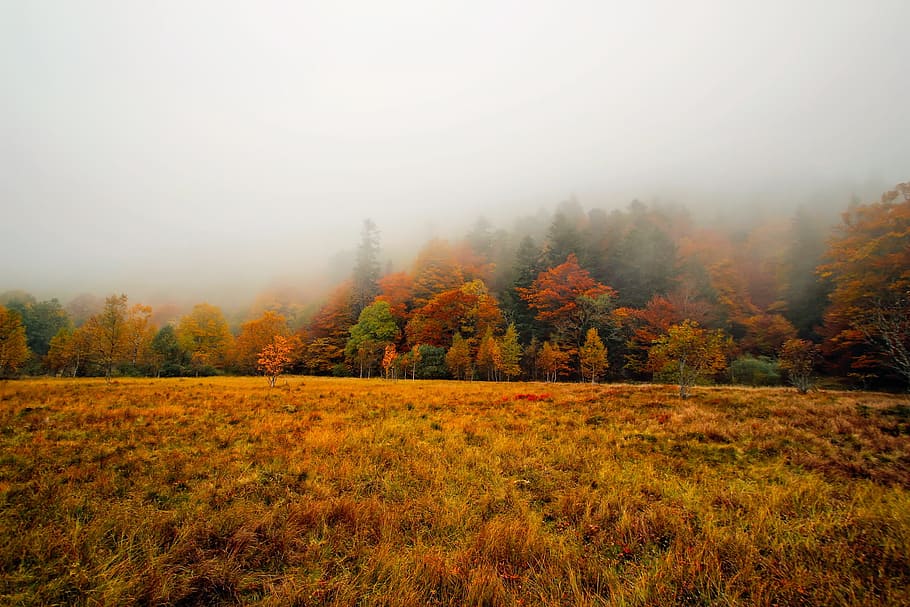 秋, 色, 紅葉, 森林, 木, 森, 霧, 密集した, 朝, 日の出