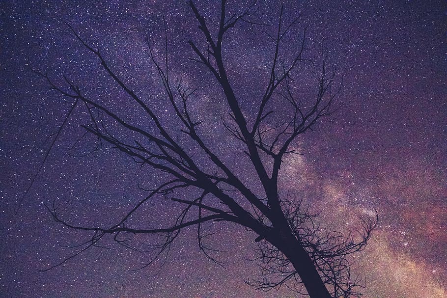 leafless tree, starry night, silhouette, bare, tree, purple, starry, night, branches, sky