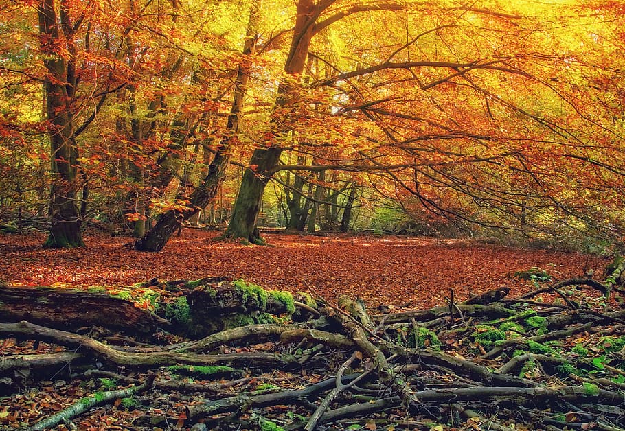 hutan, musim gugur, pohon, kayu mati, siklus hidup, strain, busuk, tanaman mati, musim, sepeda