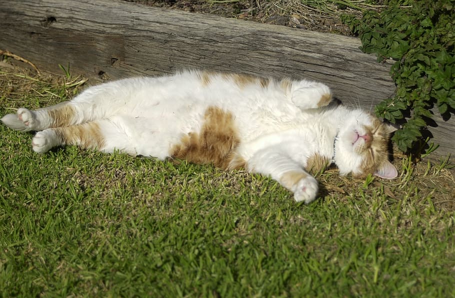 white, orange, cat, lying, grass, gray, wooden, board, sleeping, feline