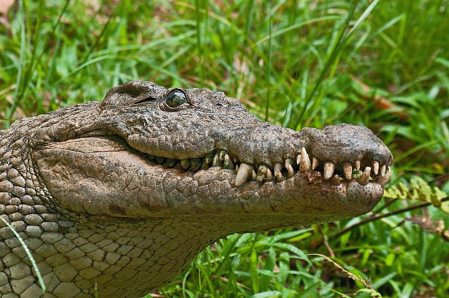 close-up, green, crocodile, alligator, predator, madagascar, teeth, national park, jaws, wildlife