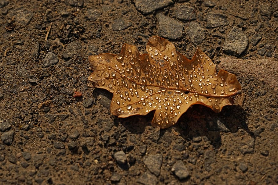 Leaf, Dew, Drip, Drop, Drop Of Water, drip, autumn, leaves, dew drops, close, one animal