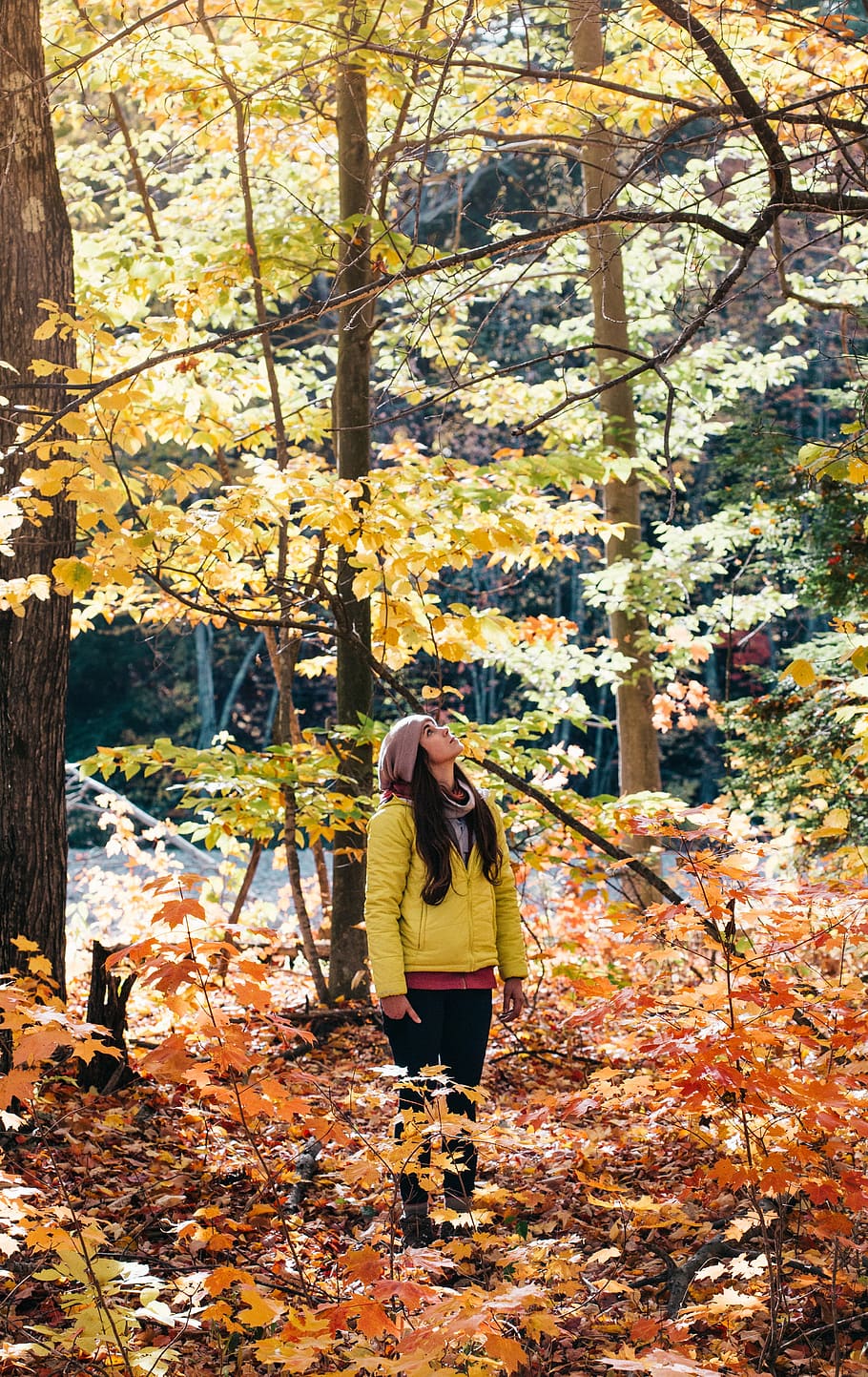 woman, standing, looking, surrounded, trees, yellow, jacket, daytime, plant, forest