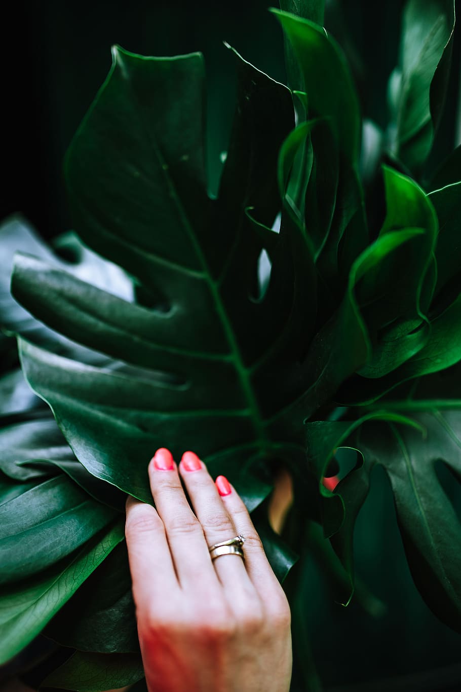flora, leaf, leaves, tropical, multicolor, Colorful, Exotic, Flowers, Greenery, human hand