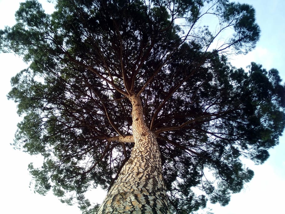 stone pine, pinus pinea, cup, tree, forest, centenary, trees, nature, landscape, plant