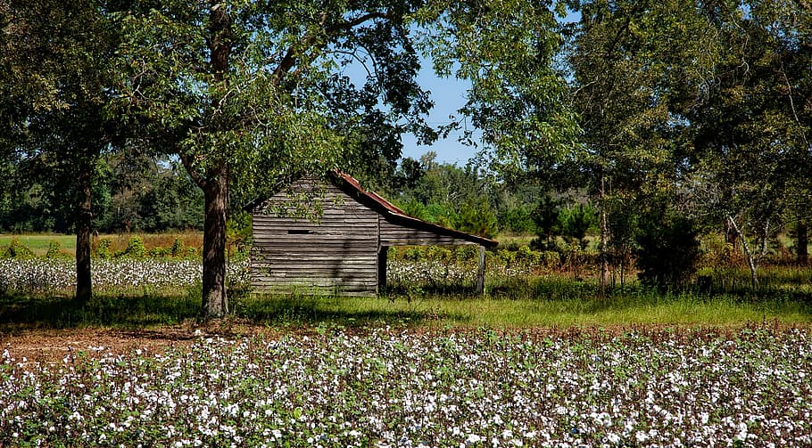 fotografia de paisagem, cabana, cercado, árvores, fazenda, algodão, agricultura, campo, celeiro, galpão