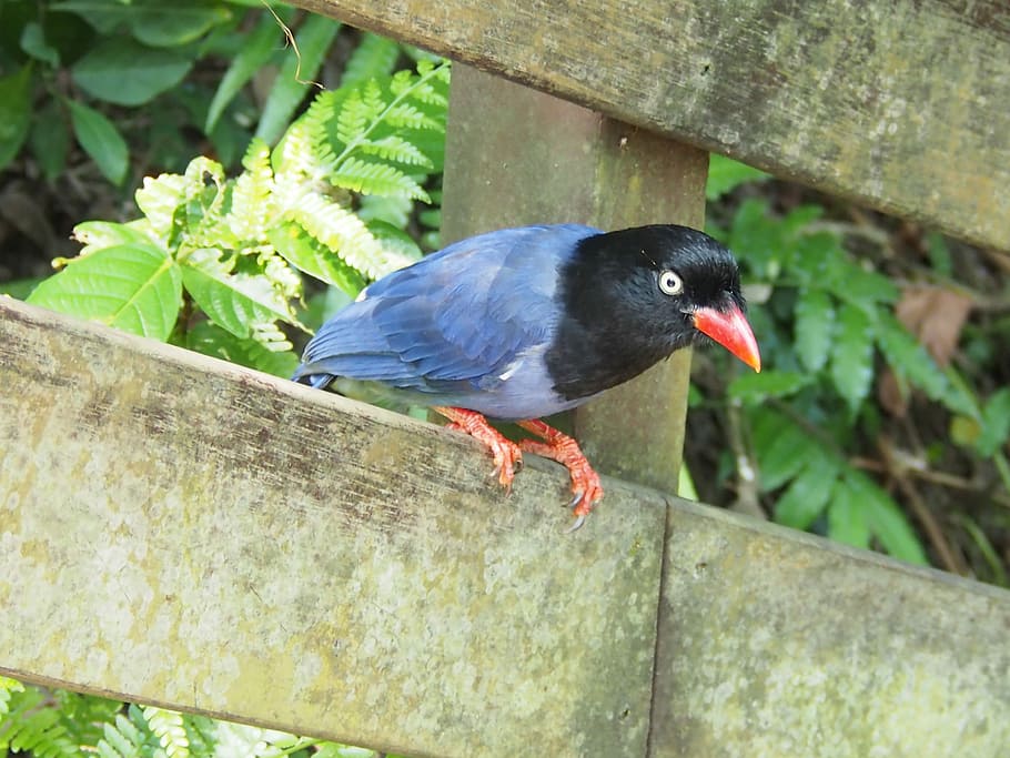 blue, magpie, long-tailed mountain mother, Blue Magpie, Long, tiger mountain, taipei, bird, animal, nature