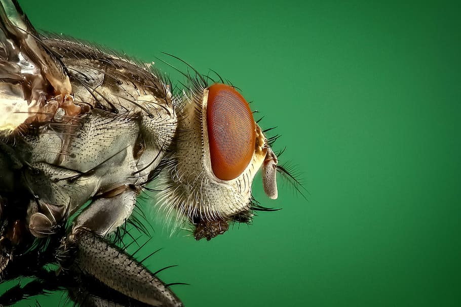 micro, photography, brown, common, house, fly, housefly, insect, macro, pest