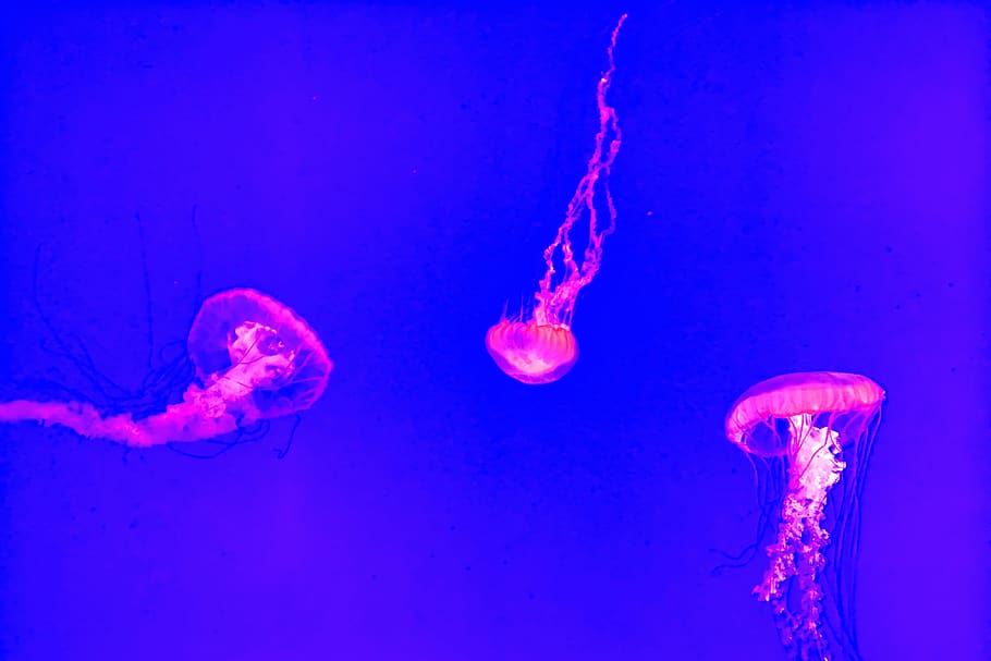 medusa, submarino, profundo, mar, océano, picadura, bajo el agua, medusas, invertebrados, animales en la naturaleza