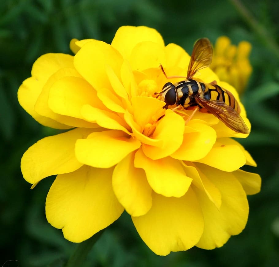花びらをつけた花, ホーネット, スズメバチ, 蜂, 花, 黄色, マリーゴールド, スティンガー, フライ, 飛行
