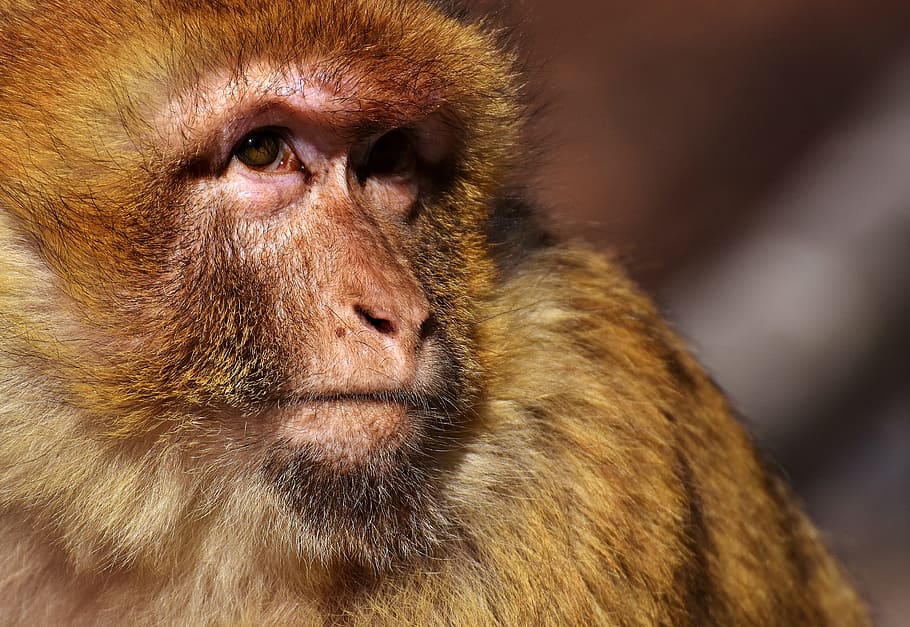 mono recubierto de color marrón, marrón, recubierto, mono, mono de Berbería, especies en peligro de extinción, mono montaña salem, animal, animal salvaje, zoológico