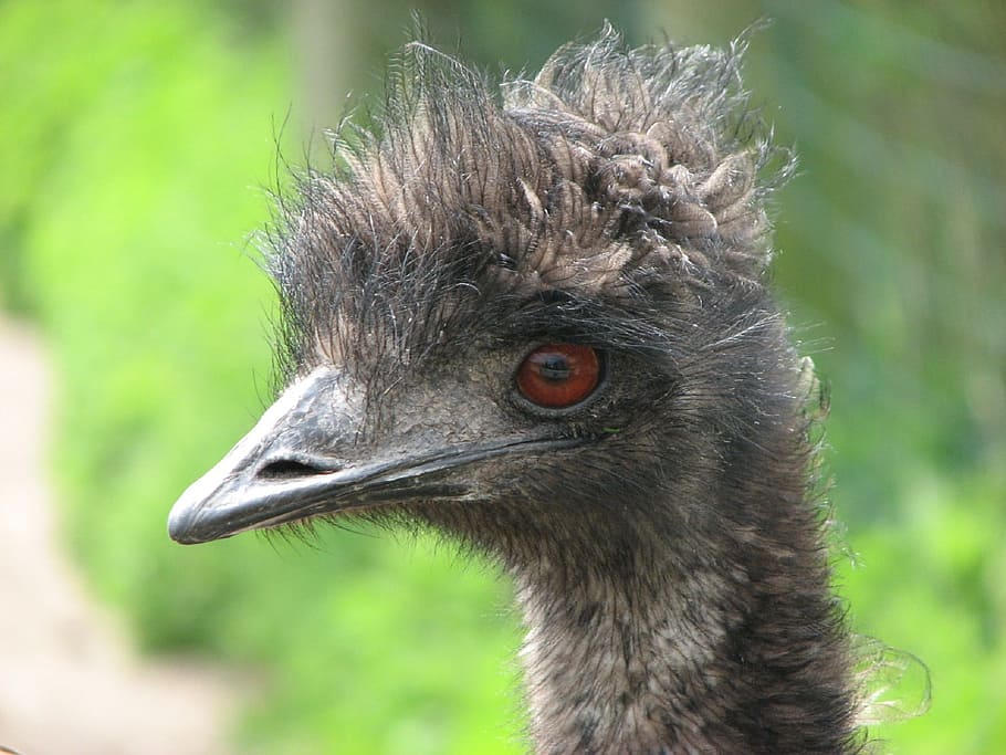 emu, bird, nature, ostrich, feather, beak, wild, cute, wildlife, animal