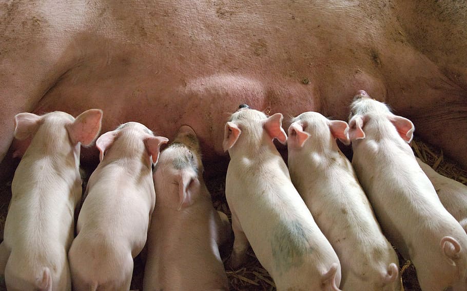 豚, 給餌, 子豚, 哺乳, 母親, 牛乳, ごみ, 若い, 飲酒, 授乳