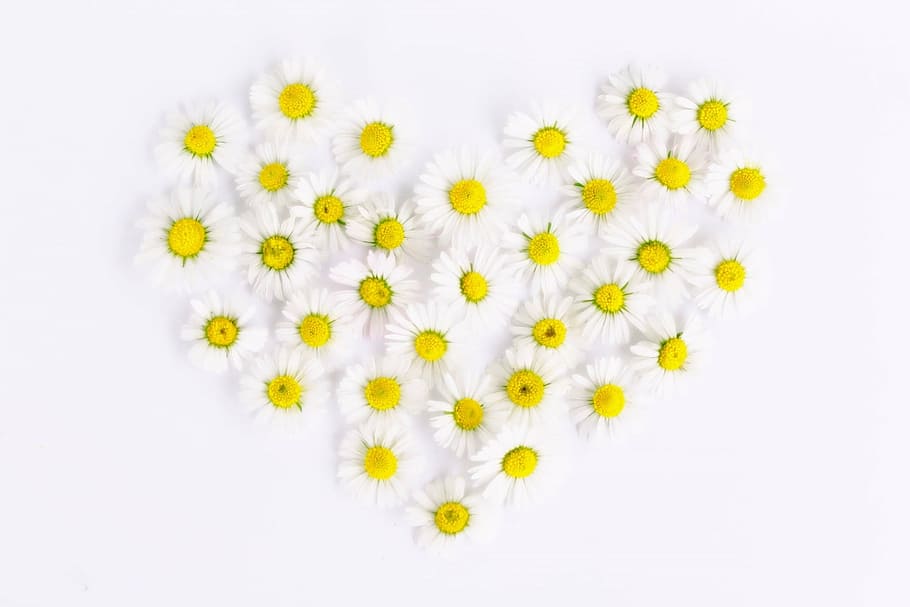 margaridas brancas e amarelas, formando, coração, margarida, coração de margarida, amor, em forma de coração, romântico, fechar, primavera