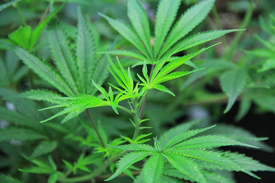 cannabis, maconha, pote, erva, erva daninha, médico, verde, grama, tensão, folha