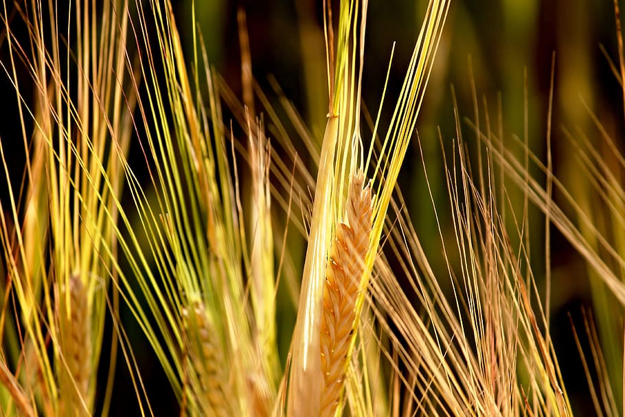 Rye, Cereals, Spike, Mature, Immature, cornfield, field, agriculture, nature, grain