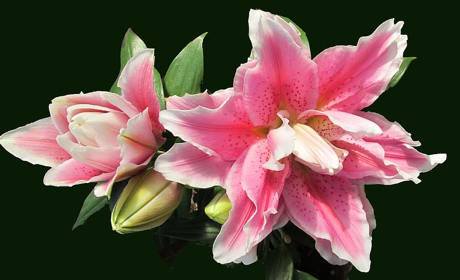stargazer lili, lily merah muda, kuncup, bunga, wangi, tanaman berbunga, keindahan di alam, warna merah muda, tanaman, daun bunga