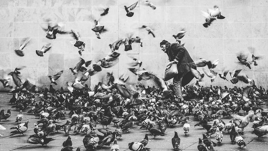 preto e branco, pessoas, homem, pomba, pombo, pássaros, animal, voando, parque, multidão