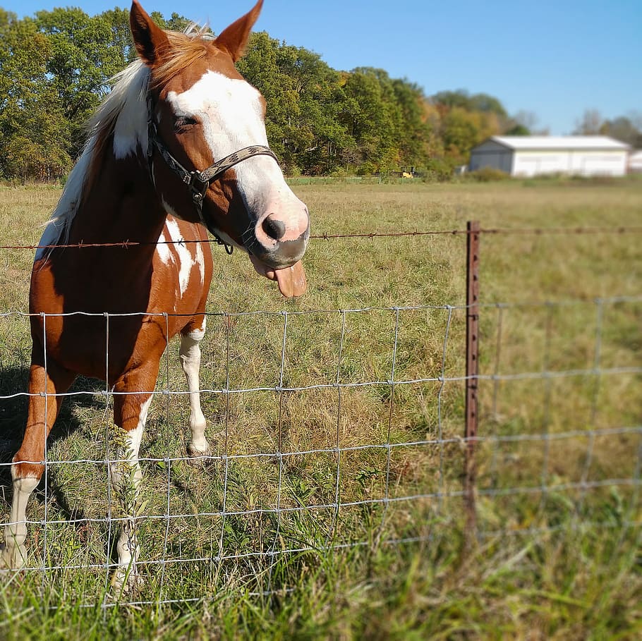 white, ranch, Horse, Tongue, Brown, Cute, funny, equestrian, nature, rural