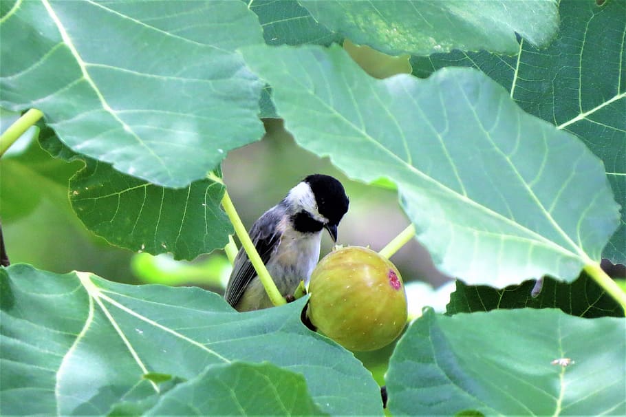 bird, chickadee, eating fig, tree, wildlife, plant part, leaf, fruit, food, food and drink