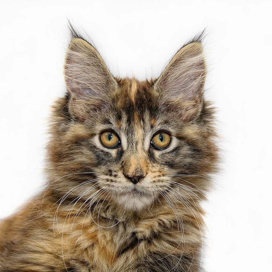 short-coated, brown, black, cat, maine coon, young cat, cat face, maine coon cat, pet, adidas