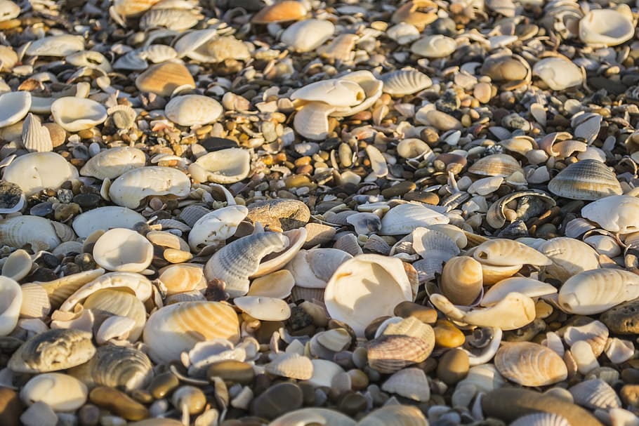 Shells, Beach, Sand, Beira Mar, mar, stone, blue sea, sea shell, object, luck