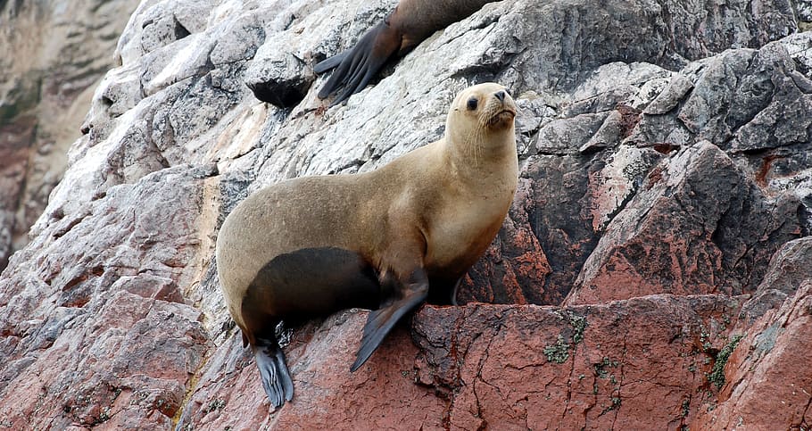 Leones marinos, Islas Ballestas, Paracas, Perú, mar, reserva nacional,  costa, rocas, isla, viajes | Pxfuel